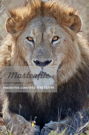 Lion (Panthera leo), Ngorongoro Conservation Area, Tanzania, East Africa, Africa