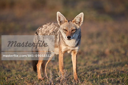 Golden Jackal (Canis aureus), Ngorongoro Conservation Area, Tanzania, East Africa, Africa