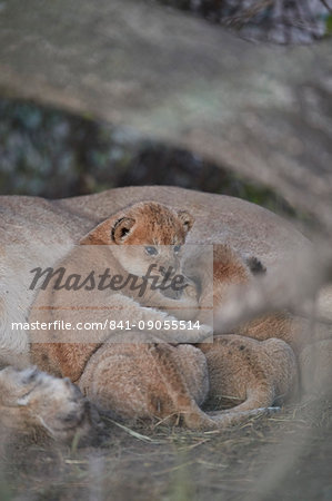 Lion (Panthera leo) cubs about four weeks old, Ngorongoro Conservation Area, Tanzania, East Africa, Africa