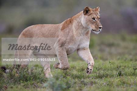 Lioness (Lion, Panthera leo) running, Addo Elephant National Park, South Africa, Africa