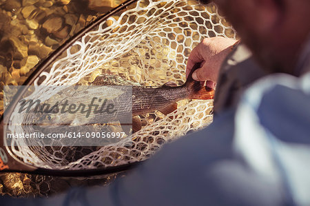 Over shoulder view of fisherman with caught netted fish in river, Mozirje, Brezovica, Slovenia