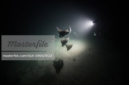 Mobula rays feeding on plankton at night