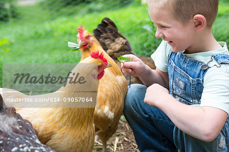Boy feeding golden campine hen