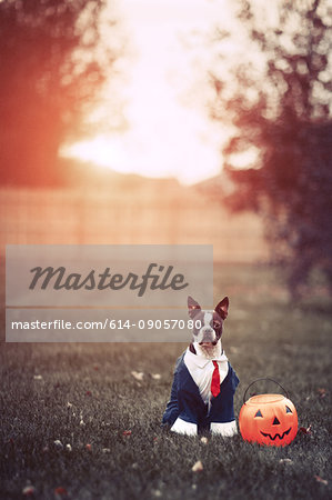 Portrait of boston terrier wearing business attire for halloween in park