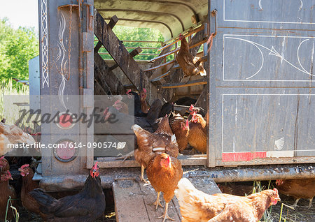 Golden comet and black star hens at chicken coop on free range organic farm