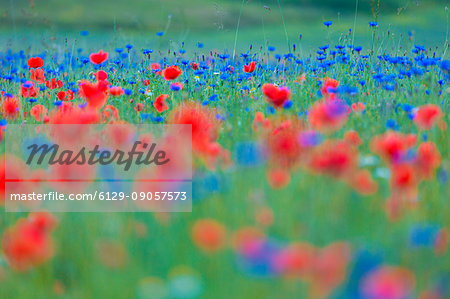 Europe, Italy,Umbria,Perugia district,Castelluccio of Norcia Flower period