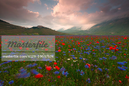 Europe, Italy,Umbria,Perugia district,Castelluccio of Norcia Flower period Europe, Italy,Umbria,Perugia district,Castelluccio of Norcia Flower period