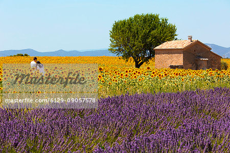 Europe, France,Provence Alpes Cote d'Azur,Plateau de Valensole.Couple among flowers Europe, France,Provence Alpes Cote d'Azur,Plateau de Valensole.Couple among flowers
