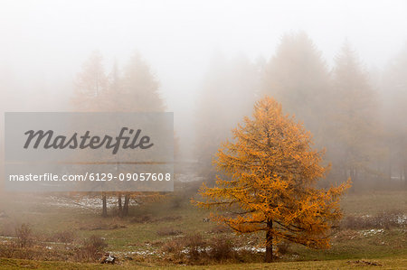 Orsiera Rocciavre Park, Chisone Valley,Turin, Piedmont, Italy. Autumn Orsiera Rocciavre Park