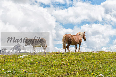 Horse and donkey graze on the lawns near Lavaredo refuge, Veneto, Dolomites, Italy, Europe.