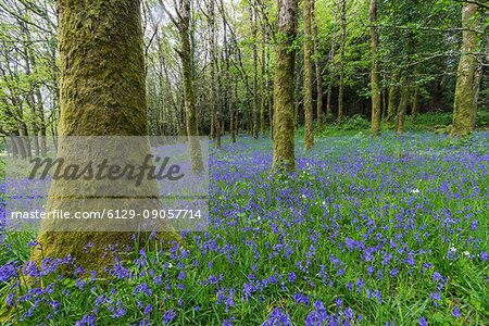 Bluebells flowers in the woods. Ireland, Europe.