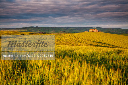 Gallina, Orcia valley, Tuscany, Italy. A cottage among wheat fields in the val d'Orcia's hills at sunset with cloudy sky