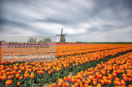 Spring clouds on fields of multicolored tulips and windmill Berkmeer Koggenland North Holland Netherlands Europe