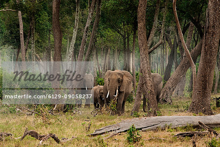 Masai Mara Park, Kenya, Africa A group of elephants while exiting a wooded area of the Masai Mara.