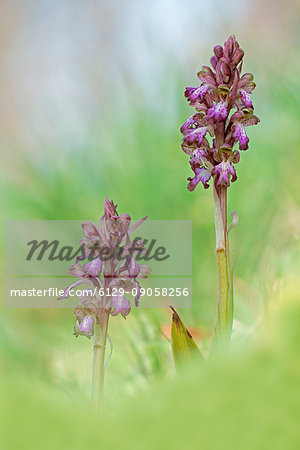 Parma,Emilia Romagna,Italy A copy of spontaneous Barlia robertiana orchid photographed in the countryside of Parma