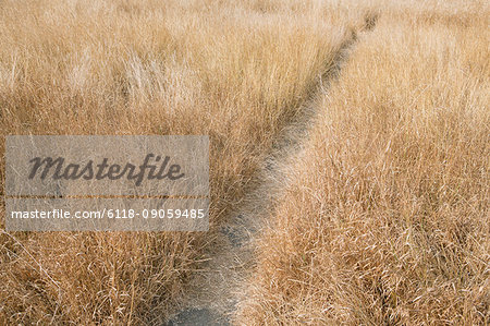 Footpath through field of dry, summer grass, Discovery Park,King County, Seattle, Washington.