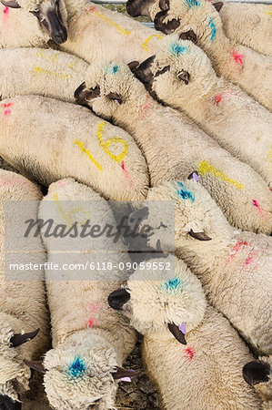 High angle view of herd of sheep with blue and pink dye marks.