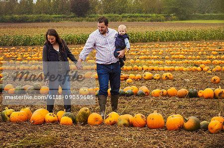 A family, two adults and a young baby among rows of bright yellow, green and orange pumpkins harvested and left out to dry off in the fields in autumn.