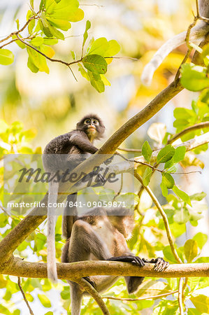 Monkeys in Krabi, Thailand, Southeast Asia, Asia