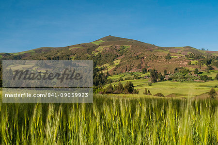 Crops growing with backdrop of rolling hills, Ethiopia, Africa