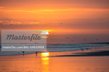 Sunrise from Bamburgh Beach with seagulls in silhouette and sun's orange orb, Bamburgh, Northumberland, England, United Kingdom, Europe