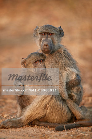 Chacma Baboon (Papio ursinus) comforting a young one, Kruger National Park, South Africa, Africa