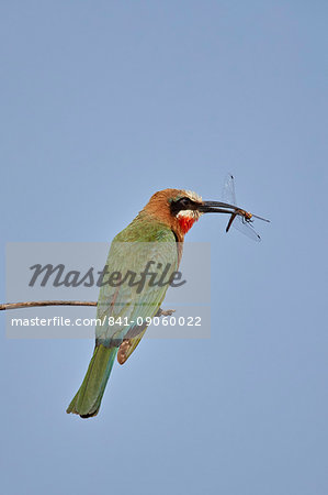 White-fronted bee-eater (Merops bullockoides) with a dragonfly, Kruger National Park, South Africa, Africa