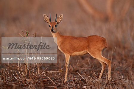 Steenbok (Raphicerus campestris) buck, Kruger National Park, South Africa, Africa