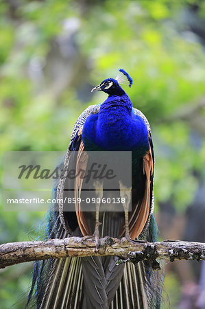 Indian Peafowl, (Pavo cristatus), adult male on branch, Asia