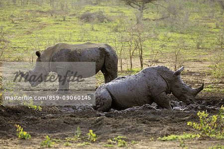 White Rhinoceros, Square-Lipped Rhinoceros, (Ceratotherium simum), two adults in mud bath, Hluhluwe Umfolozi Nationalpark, Hluhluwe iMfolozi Nationalpark, KwaZulu Natal, South Africa, Africa