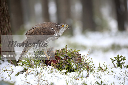 Northern Goshawk, (Accipiter gentilis), adult in winter in snow with prey, Zdarske Vrchy, Bohemian-Moravian Highlands, Czech Republic