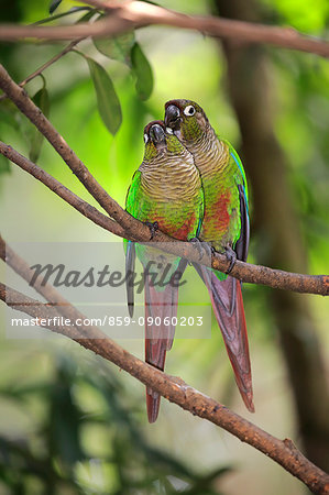 Green Cheeked Parakeet, (Pyrrhura molinae molinae), adult couple on branch, social behaviour, South America