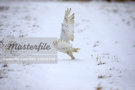 Snowy Owl, (Nyctea scandiaca), adult in snow starts flying, in winter, Zdarske Vrchy, Bohemian-Moravian Highlands, Czech Republic