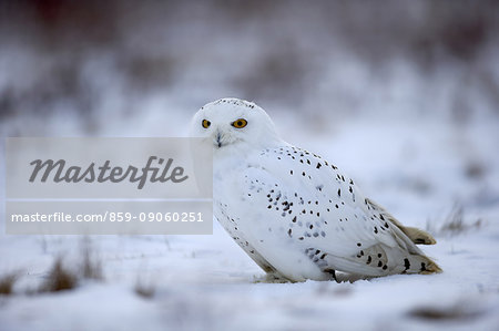 Snowy Owl, (Nyctea scandiaca), adult in snow resting, in winter, Zdarske Vrchy, Bohemian-Moravian Highlands, Czech Republic