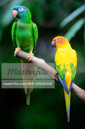 Blue-Crowned Parakeet, (Thectocercus acuticaudatus), Sun Conure, (Aratinga solstitialis), adult on branch, South America