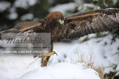 Golden Eagle, (Aquila chrysaetos), adult in snow starts flying, in winter, Zdarske Vrchy, Bohemian-Moravian Highlands, Czech Republic