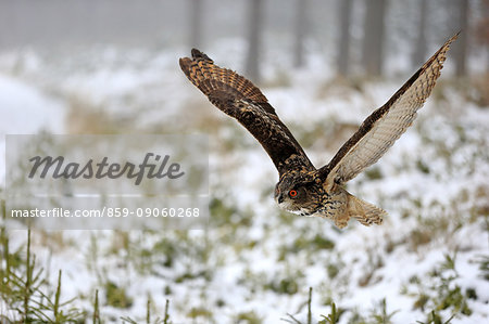 Eagle Owl, (Bubo bubo), adult flying in winter, in snow, Zdarske Vrchy, Bohemian-Moravian Highlands, Czech Republic