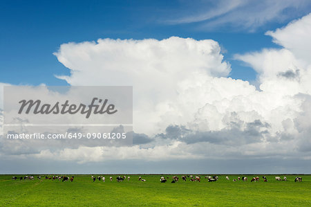 Cows grazing in pasture, rain clouds overhead, Workum, Friesland, Netherlands, Europe