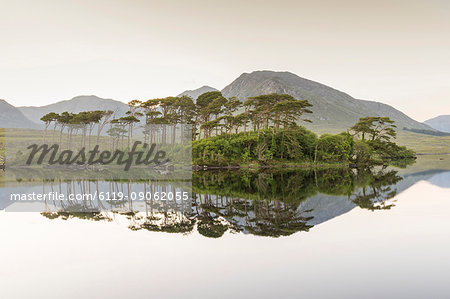 Pine Island on Derryclare Lake, Connemara, County Galway, Connacht province, Republic of Ireland, Europe Pine Island on Derryclare Lake, Connemara, County Galway, Connacht province, Republic of Ireland, Europe