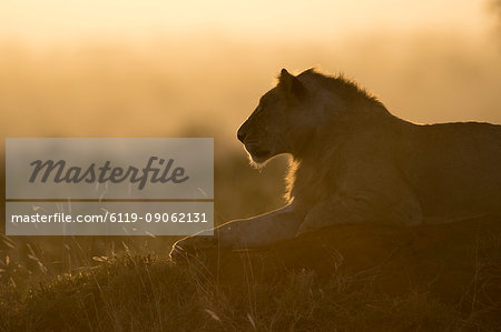 A lion (Panthera leo) resting on a termite mound at sunset, East Africa, Africa