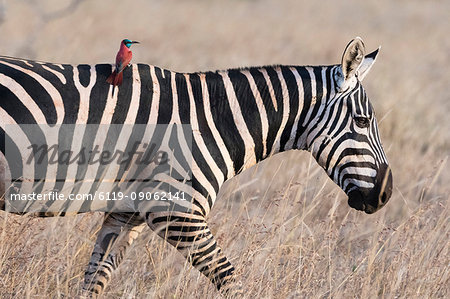 Portrait of a common zebra (Equus quagga), walking with a northern carmine bee-eater (Merops rubicus) on its back, Kenya, East Africa, Africa