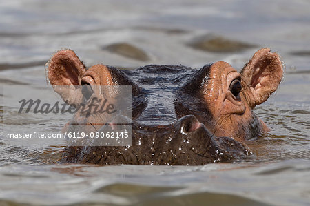 Close up of an hippopotamus (Hippopotamus amphibius) submerged in Lake Gipe and looking at the camera, Tsavo, Kenya, East Africa, Africa