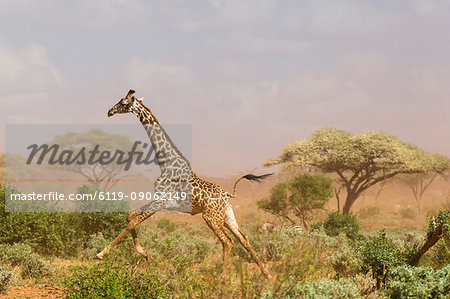 A Maasai giraffe (Giraffa camelopardalis tippelskirchi) running in a dust storm, Tsavo, Kenya, East Africa, Africa