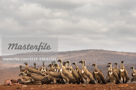 Whitebacked vultures (Gyps africanus) feeding, Zimanga Private Game Reserve, KwaZulu-Natal, South Africa, Africa