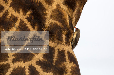 Giraffe (Giraffa camelopardalis) with redbilled oxpecker, Kruger National Park, South Africa, Africa