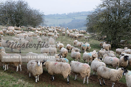 Flock of sheep on Cotswold hillside, Broadway, Cotswolds, Worcestershire, England, United Kingdom, Europe