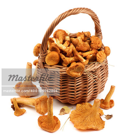 Arrangement of Raw Chanterelles with Dry Leafs and Stems in Wicker Basket closeup on White background