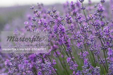 Bunch of scented flowers in the lavender fields