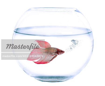 Siamese fighting fish and fishbowl in front of white background