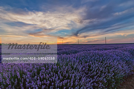 Beautiful landscape of lavender fields at sunset with dramatic sky